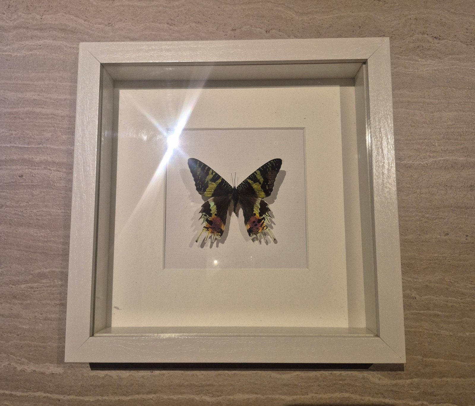 Ingelijste vlinder - Decoratieve kunst, Ophalen of Verzenden, Nieuw