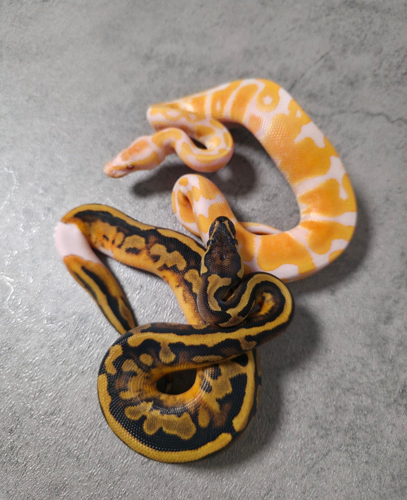 ♂️♀️Koppeltje Dreamsicles, Dieren en Toebehoren, Slang, 0 tot 2 jaar