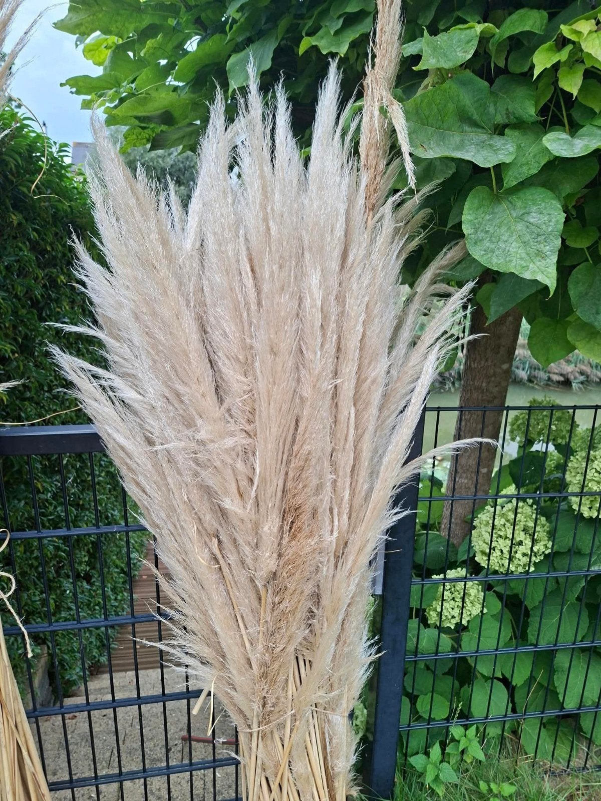 Grote Pampasgras Pluimen - Decoratieve Gedroogde Grassen, Binnen, Natuurlijk materiaal, Overige typen, Beige