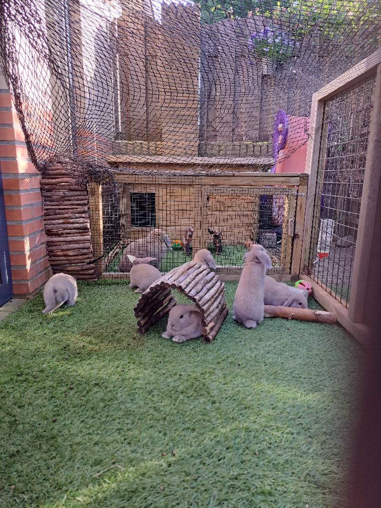 Nederlands hangoordwergje isabella, Dieren en Toebehoren, Konijnen, Dwerg, Vrouwelijk, 0 tot 2 jaar, Hangoor