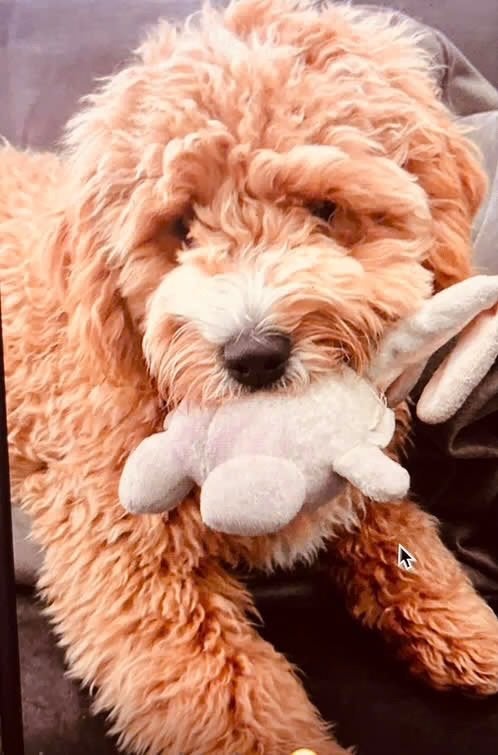 MINI Labradoodle CUDDLEWELLRANCH ❤️mogen nu verhuizen❤️, Parvo, Overige rassen, 8 tot 15 weken, Meerdere