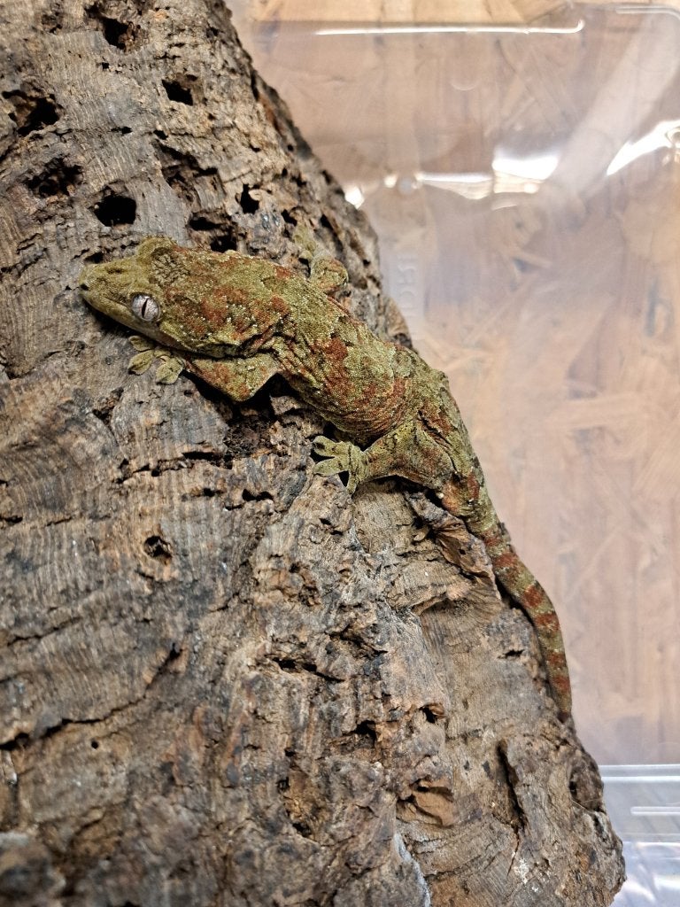 mniarogekko chahoua  mainland 24 en 25, Dieren en Toebehoren, Reptielen en Amfibieën, Overige soorten, 0 tot 2 jaar