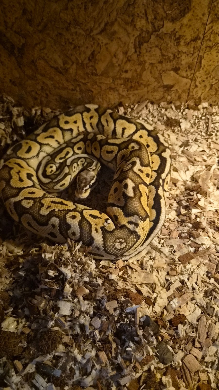 terrarium met 2 koningspythons Ball Python photo 2
