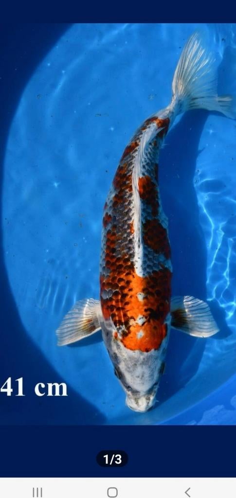Kujaku, Karper of Koi