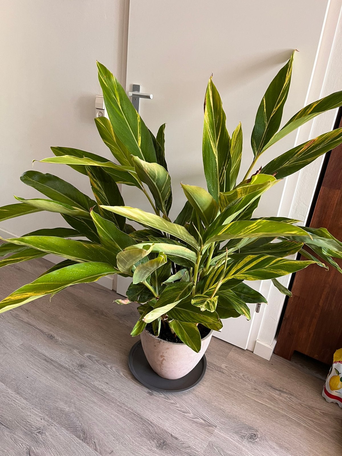 Alpinia Zerumbet (siergember), Ophalen, Halfschaduw, Minder dan 100 cm