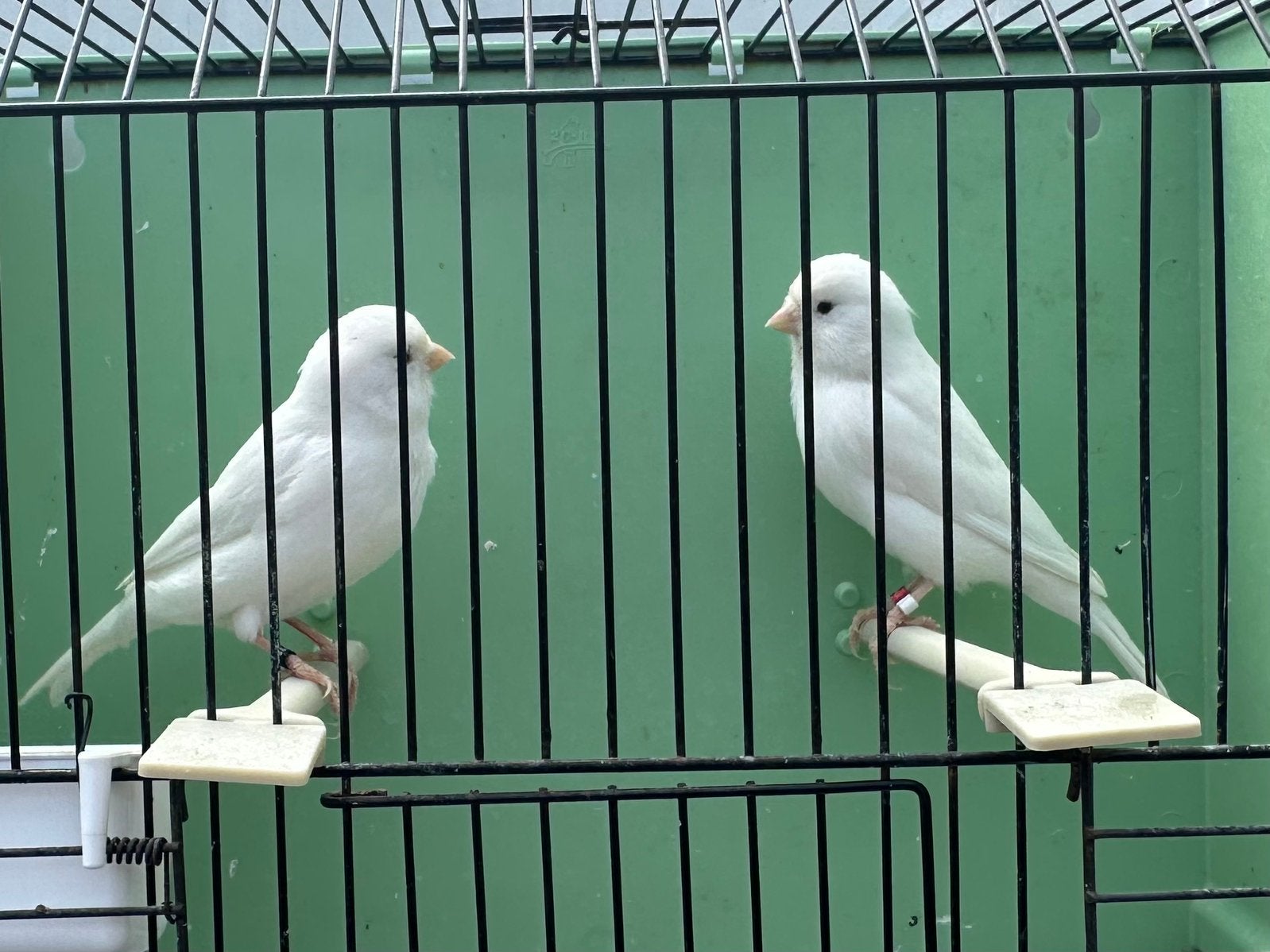 Koppel recessief wit te koop, Dieren en Toebehoren, Meerdere dieren, Kleurkanarie