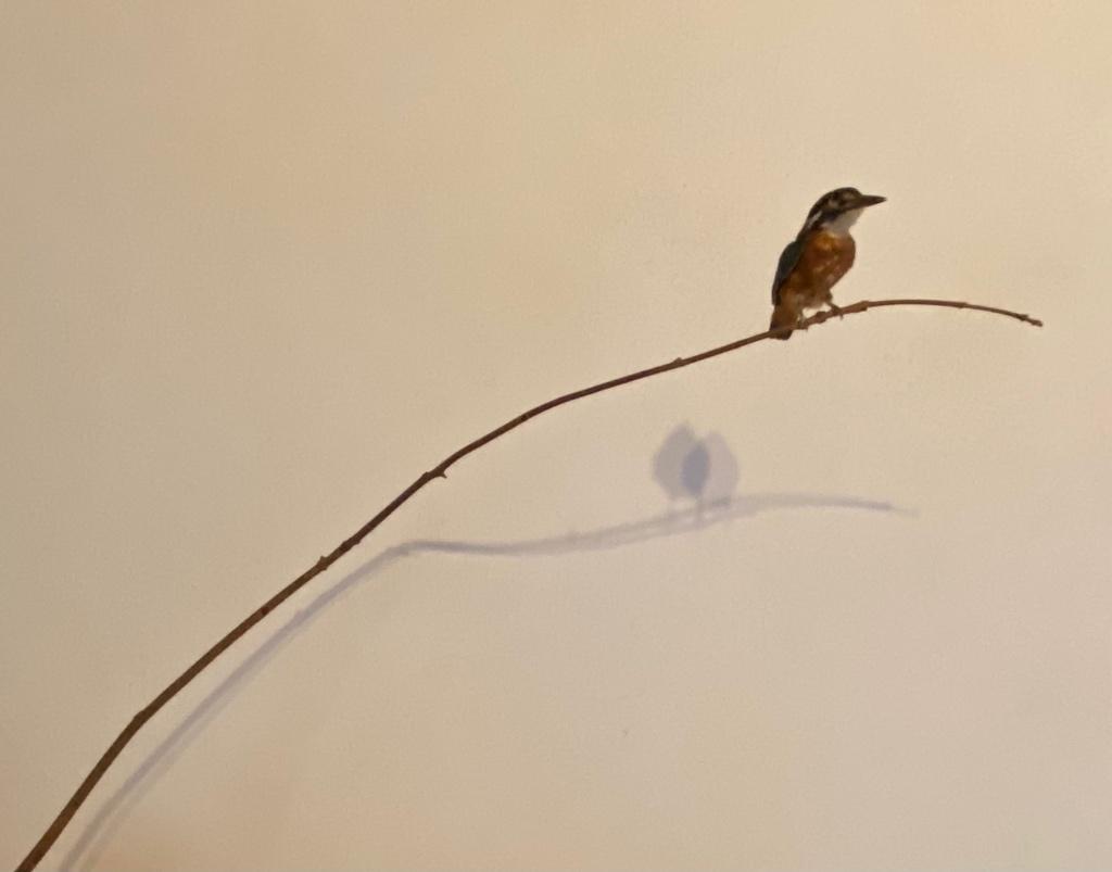IJsvogel, Ophalen of Verzenden, Zo goed als nieuw, Vogel, Opgezet dier