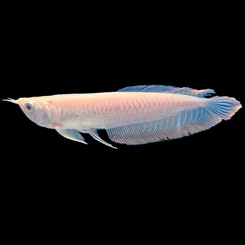 lutino arowana 10-12 cm €75,-, Dieren en Toebehoren, Vissen | Aquariumvissen, Vis, Zoetwatervis