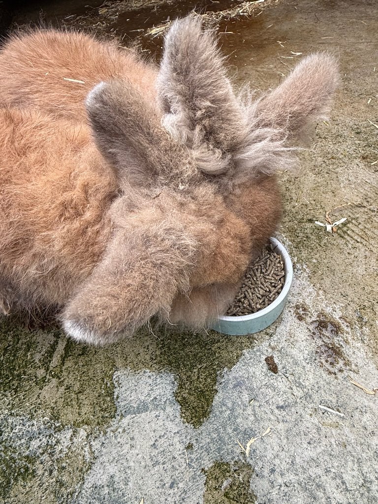 Baardmankonijnen, Mannelijk, Middelgroot, 0 tot 2 jaar