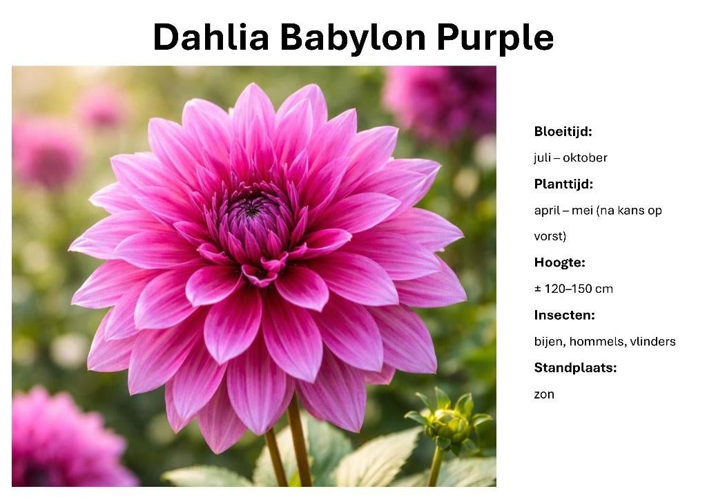 Dahlia Border Mix – Warme zomerkleuren, Ophalen of Verzenden, Voorjaar, Volle zon, Knol