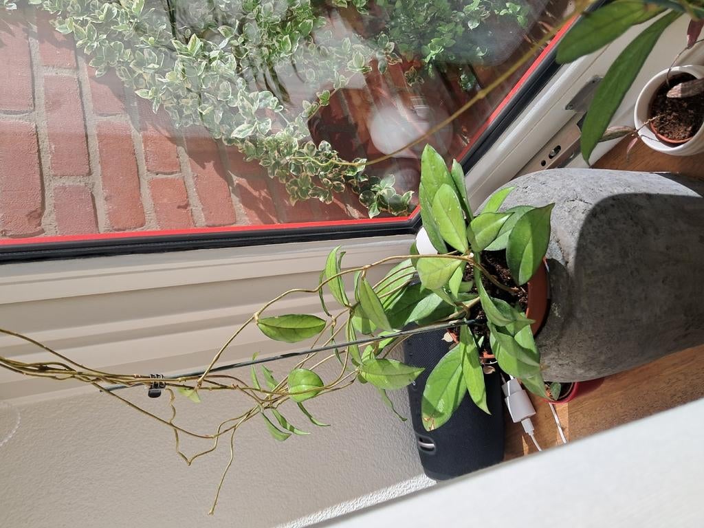 Hoya plant, Huis en Inrichting, Kamerplanten, Ophalen, Overige soorten, Halfschaduw, Minder dan 100 cm
