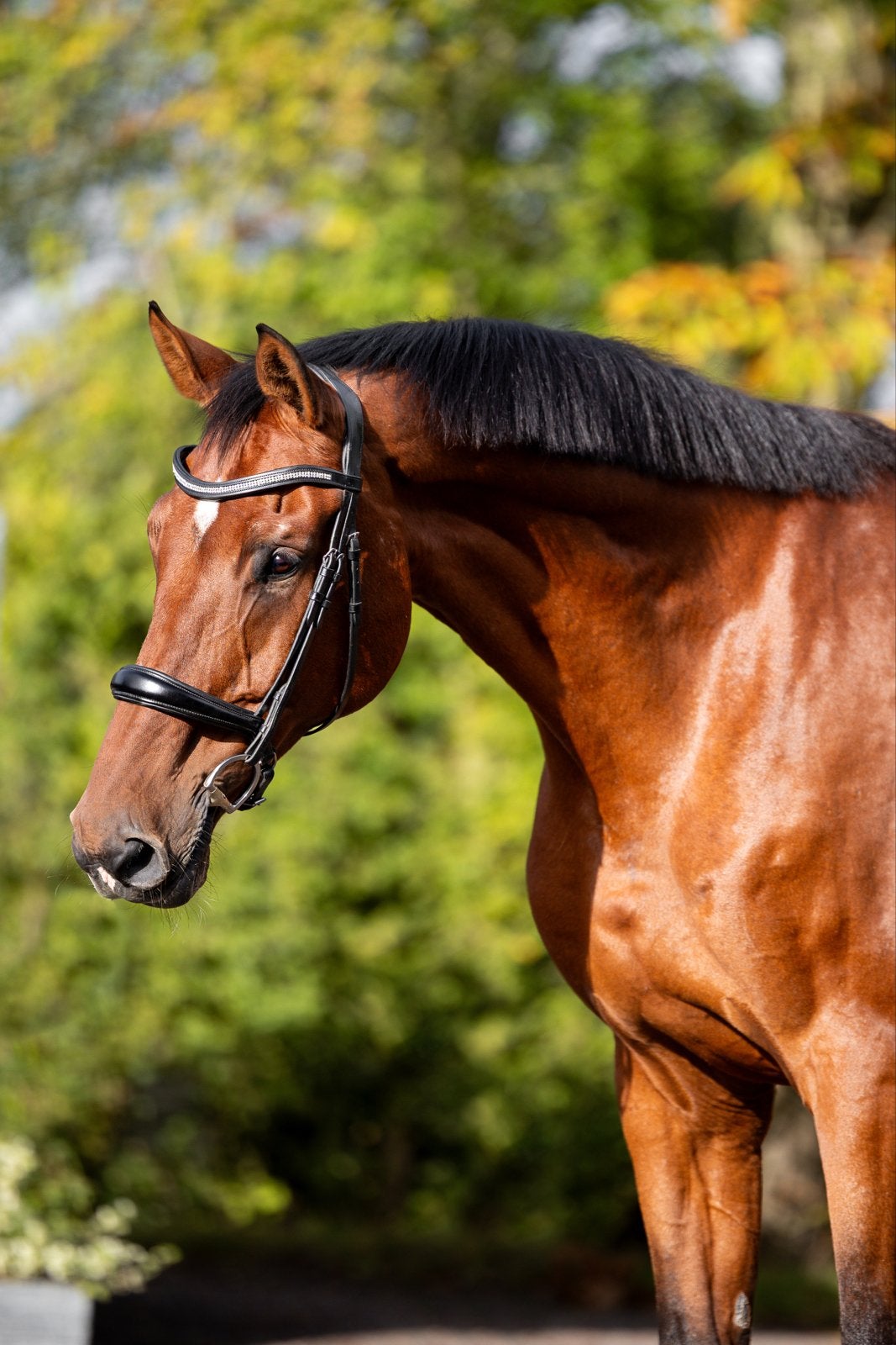 Lieve, brave dressuurruin | Z2 geklasseerd, Dieren en Toebehoren, Paarden, Met stamboom, 175 cm of meer, Z, Ruin