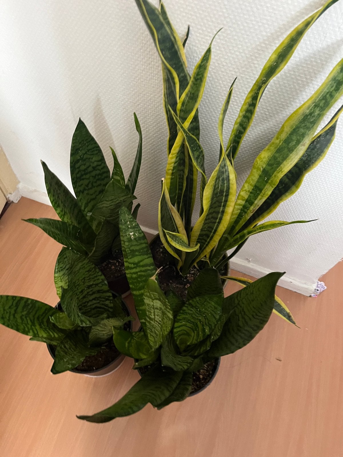 Sanseviera, Overige soorten, In pot, Minder dan 100 cm, Groene kamerplant