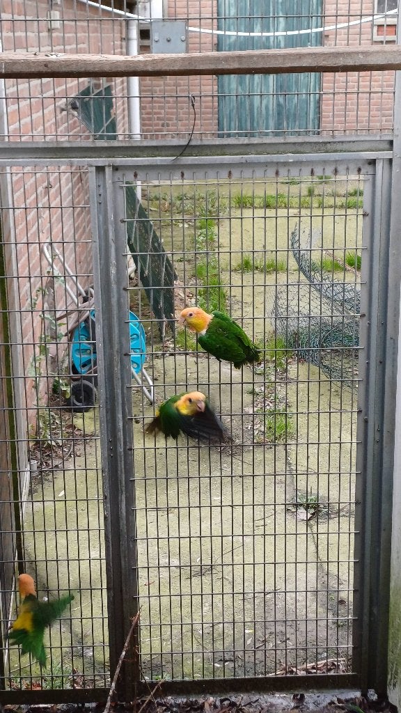 Te koop roestkopcaiques, Dieren en Toebehoren, Meerdere dieren, Papegaai