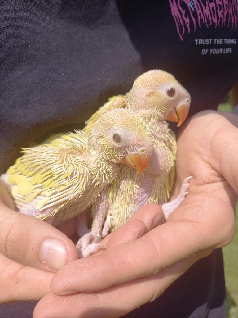 Baby halsbandparkieten, Meerdere dieren, Parkiet, Tam