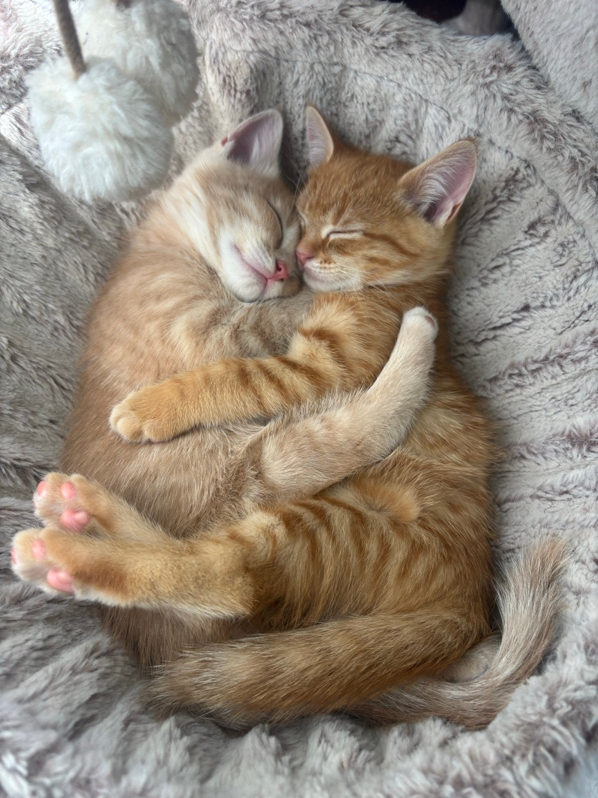 Nog 2 lieve katers kittens beschikbaar!, Dieren en Toebehoren, Kater, 0 tot 2 jaar