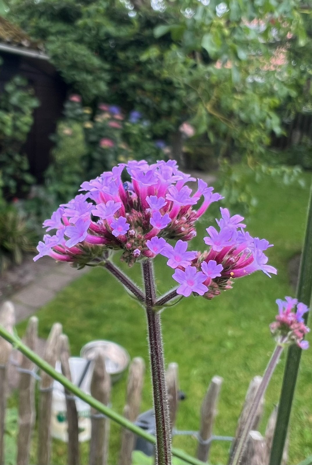 VERBENA IJzerhard uit Biologische tuin, Tuin en Terras, Ophalen, Overige soorten, Volle zon