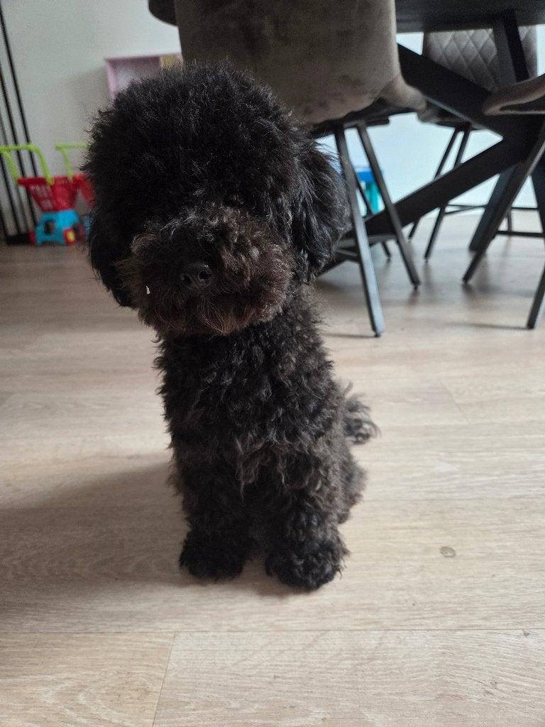 Toypoedel, Dieren en Toebehoren, Honden | Poolhonden, Keeshonden en Oertypen, Overige rassen, 1 tot 2 jaar, Teef, Parvo