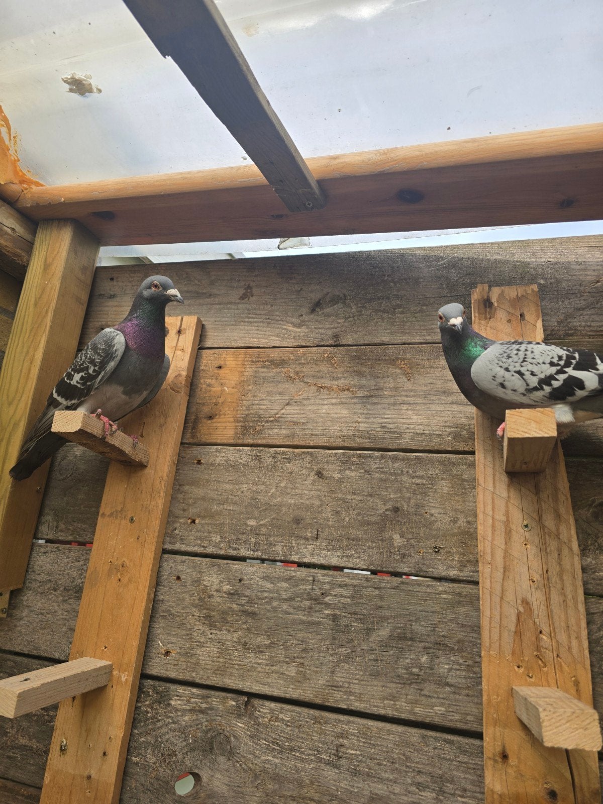 Mooi koppel postduiven, Dieren en Toebehoren, Meerdere dieren, Postduif