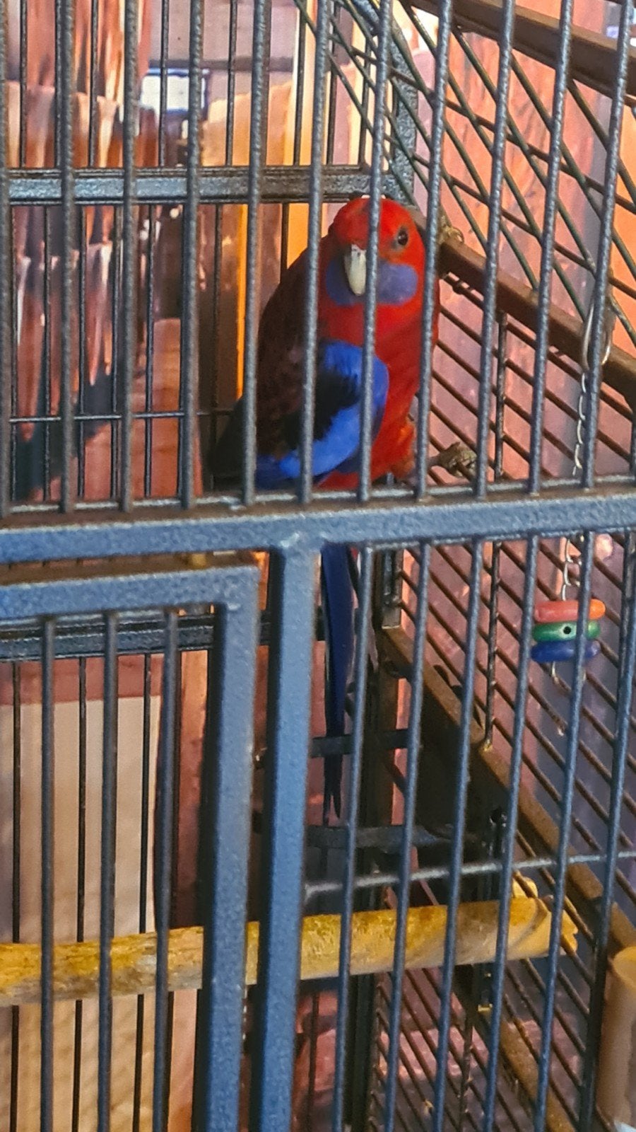 penant Rosella's. bewezen koppel., Dieren en Toebehoren, Meerdere dieren, Parkiet