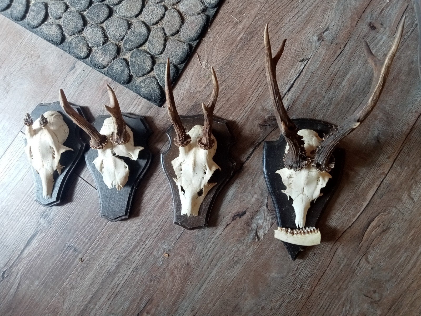 geweitjes 4 stuk, Ophalen of Verzenden