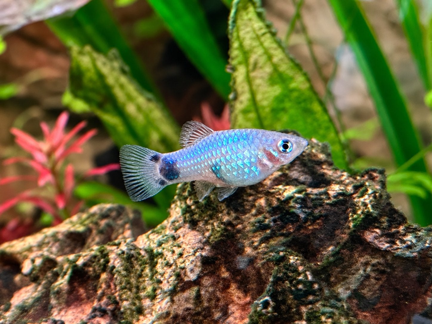 Platy visjes in diverse kleuren! (Xiphophorus maculatus), Vis, Zoetwatervis