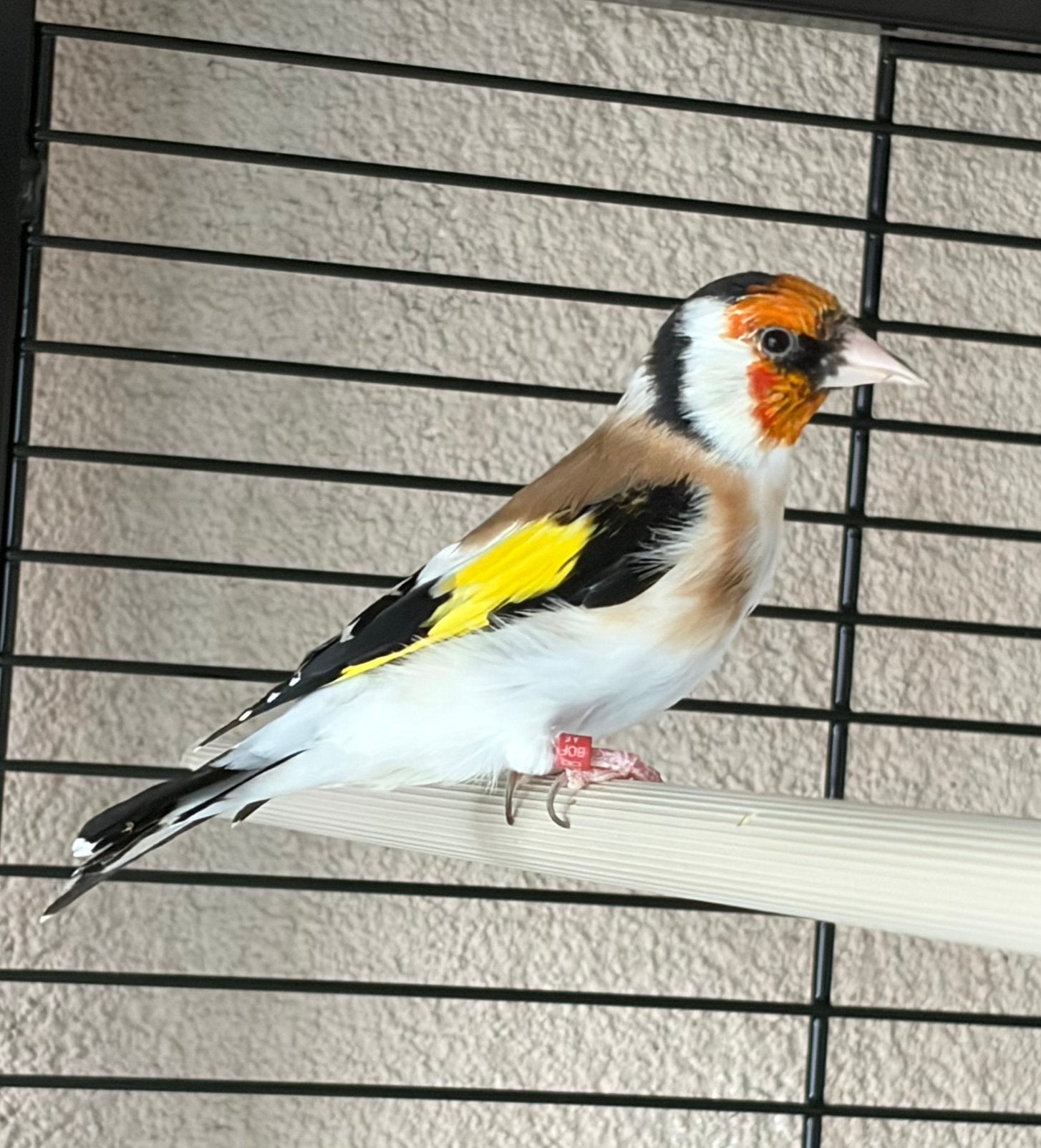 Putter, Dieren en Toebehoren, Mannelijk, Wildzangvogel, Geringd