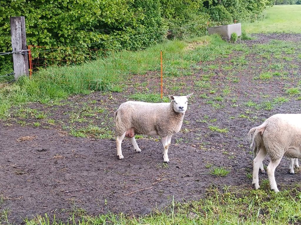 Weide schaap, Vrouwelijk, Schaap