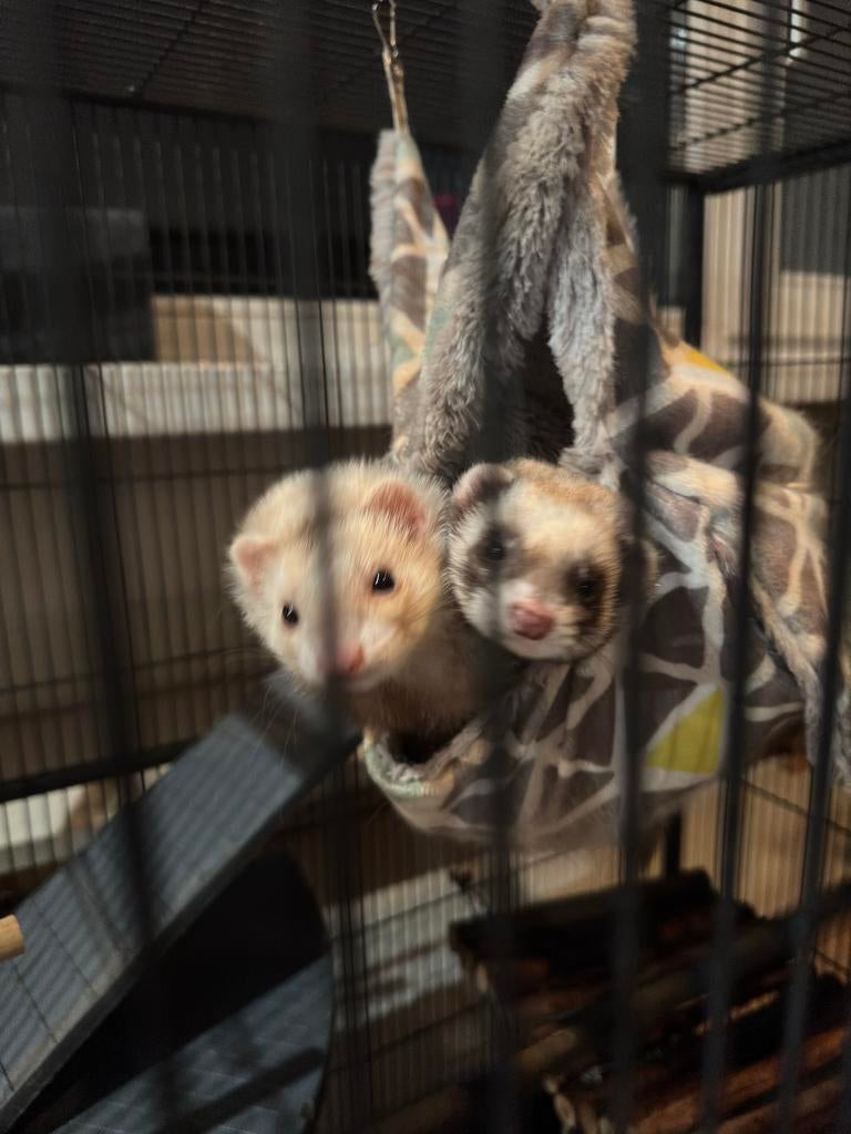 Lieve fretjes, Dieren en Toebehoren, Overige Dieren, Februari, Vrouwelijk