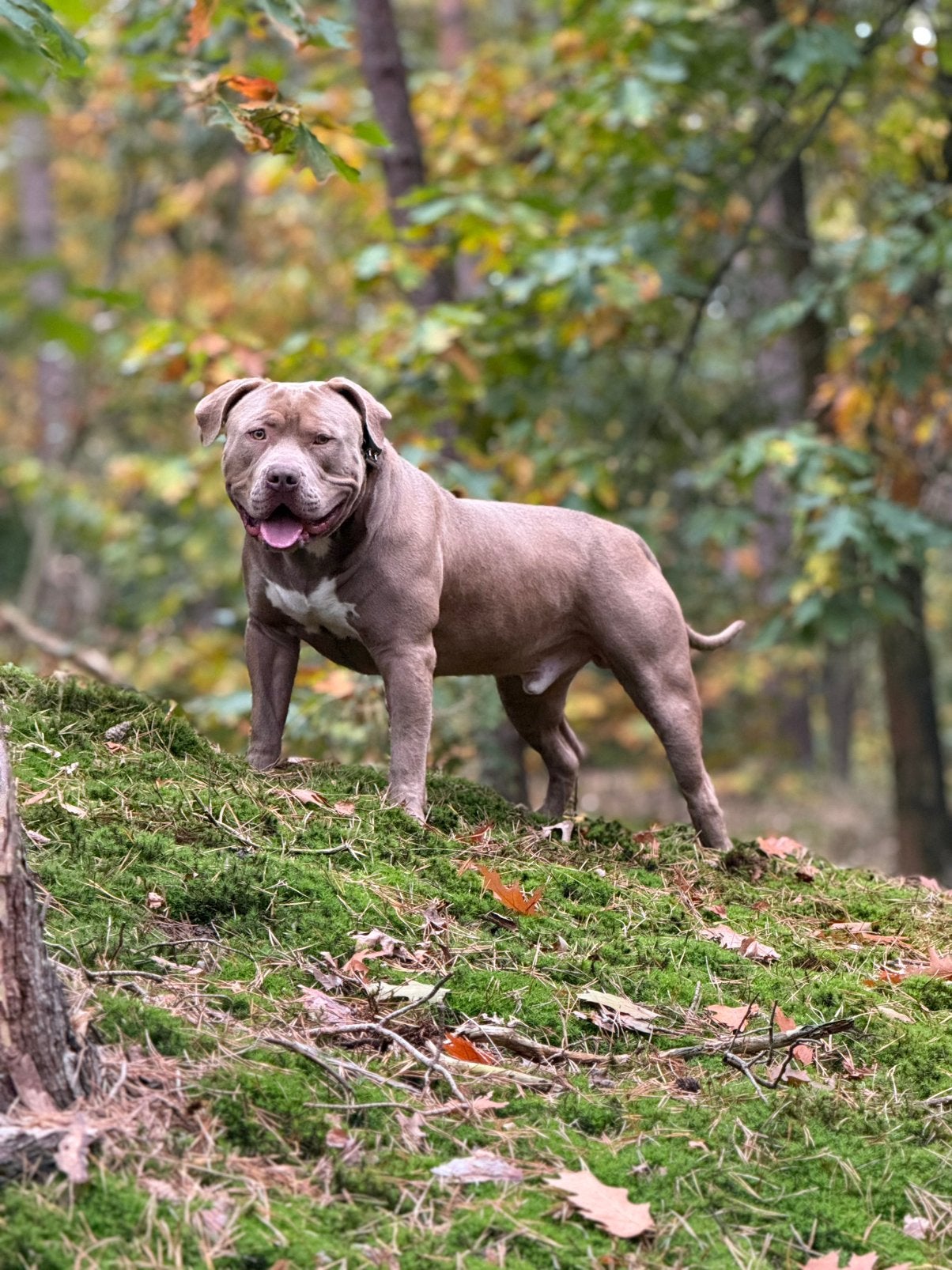 American Bully XL Dekreu – RANGER, Reu, 1 tot 2 jaar, Eén hond, CDV (hondenziekte)