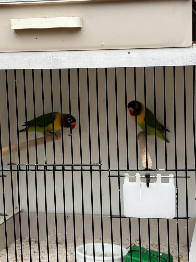 Agapornissen 6 stuks, Dieren en Toebehoren, Geslacht onbekend, Dwergpapegaai of Agapornis