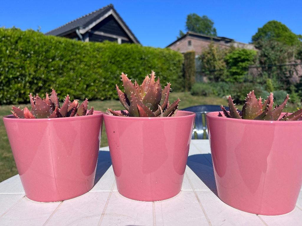 3 zelfde roze bloempot ompot maat 13 cm H en 15 doorsnede, Rond, Ophalen of Verzenden, Zo goed als nieuw, Balkon