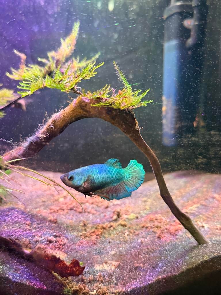 Betta fish- Female Bettas for 5€, Dieren en Toebehoren, Vis