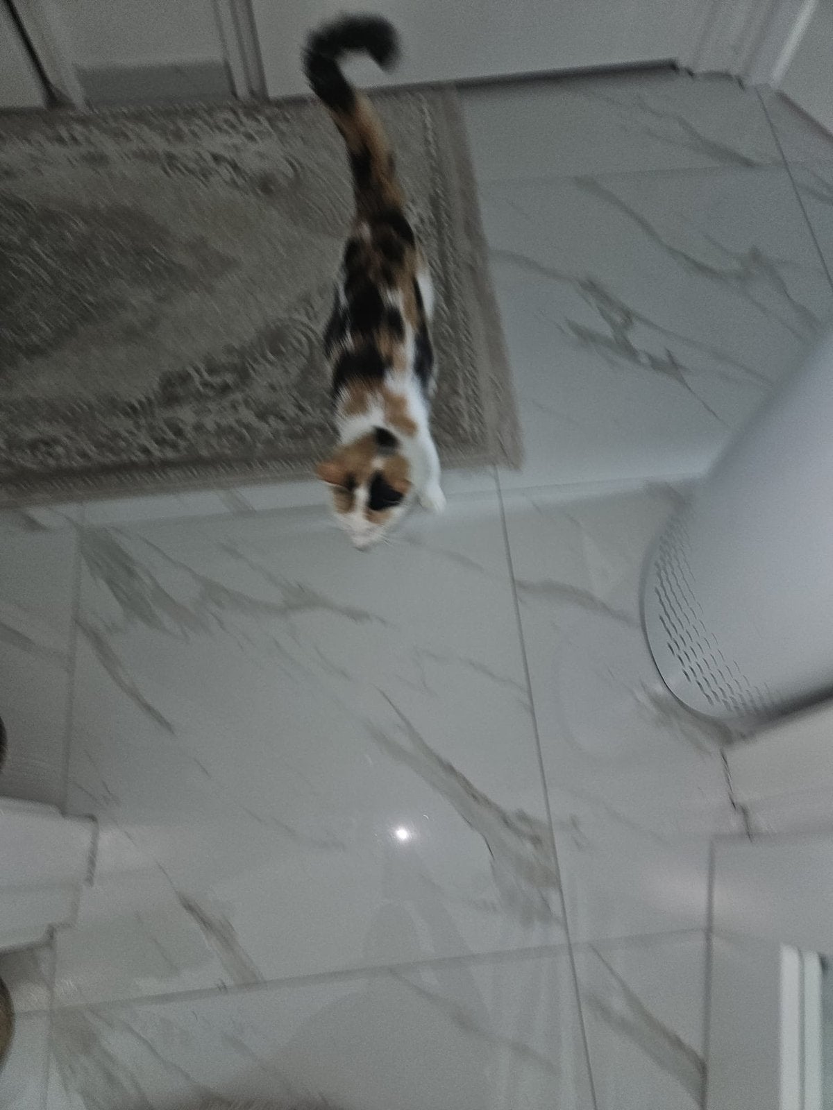 Zwangere lapjes poes, Dieren en Toebehoren, Overige Dieren, Juli, Vrouwelijk