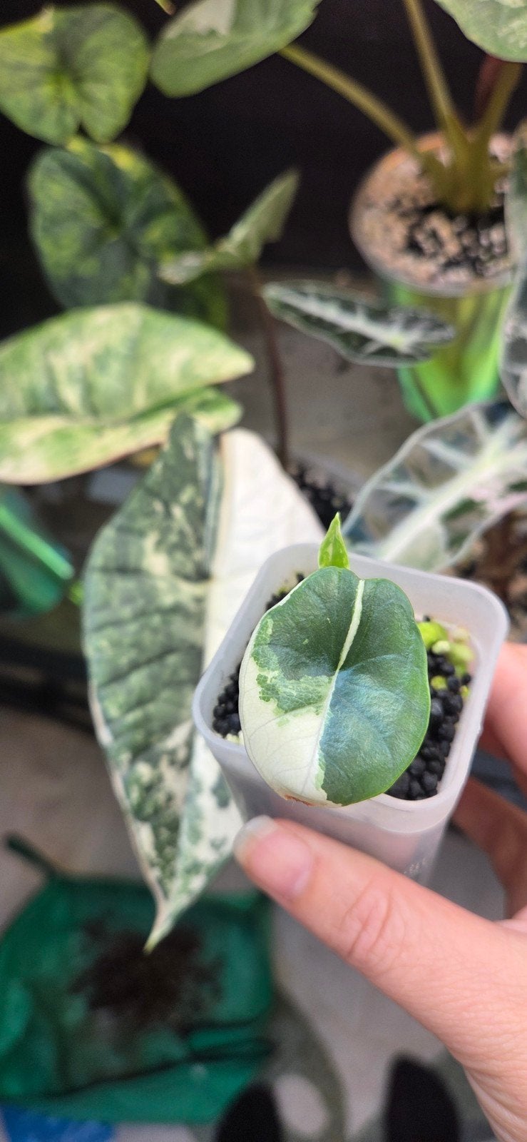 alocasia bisma platinum albo variegata, Huis en Inrichting, Ophalen of Verzenden