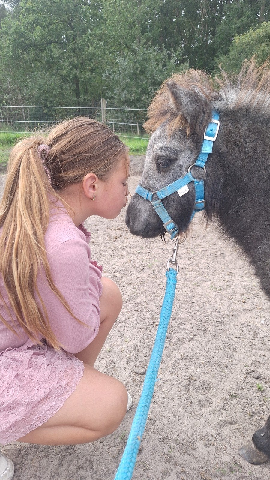 mini shetlander veulens, Dieren en Toebehoren, Meerdere dieren, Niet van toepassing, A pony (tot 1.17m), 0 tot 2 jaar