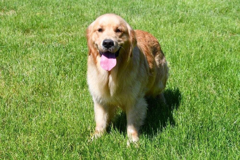 Golden Retriever dekreuen, Dieren en Toebehoren, België, Reu, Parvo, Meerdere