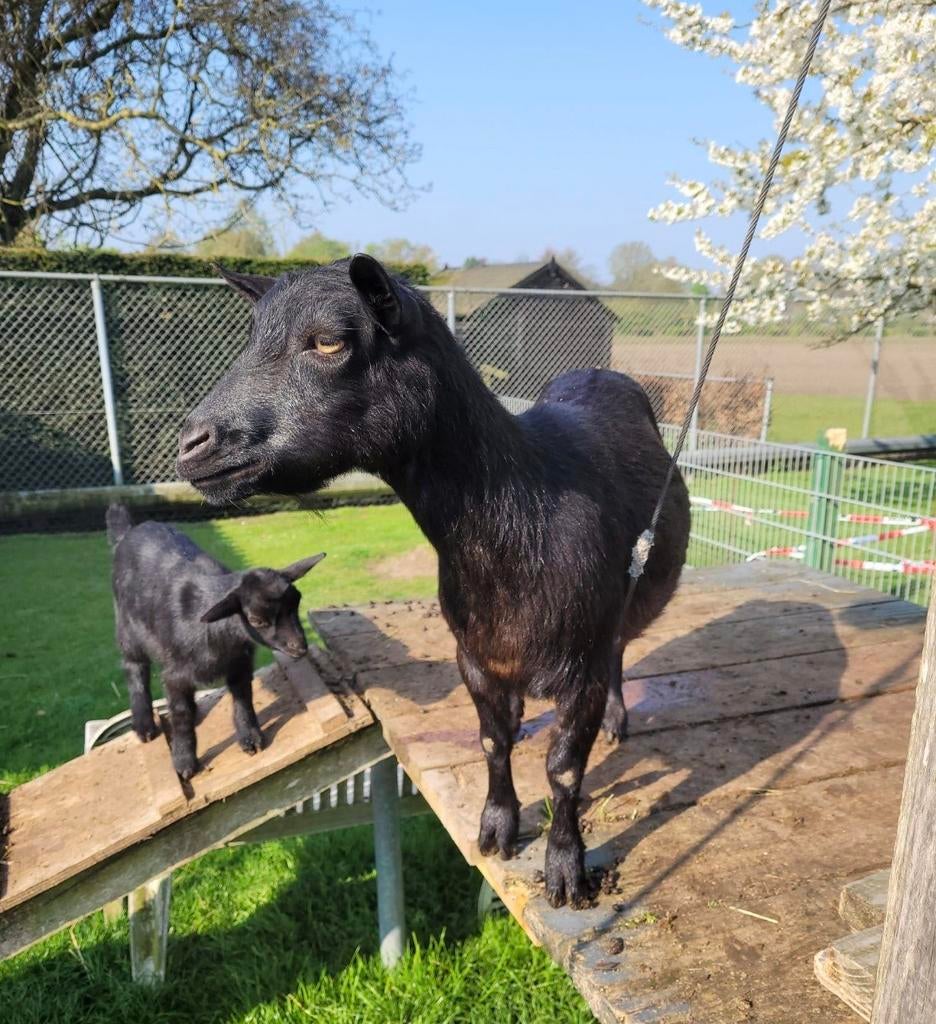 Hoornloze dwerggeit met 2 lammetjes te koop, Meerdere dieren, Geit, 3 tot 5 jaar