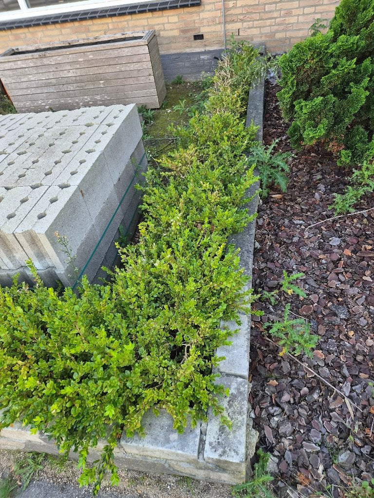 Buxus haag, Ophalen, Buxus, Haag, Minder dan 100 cm