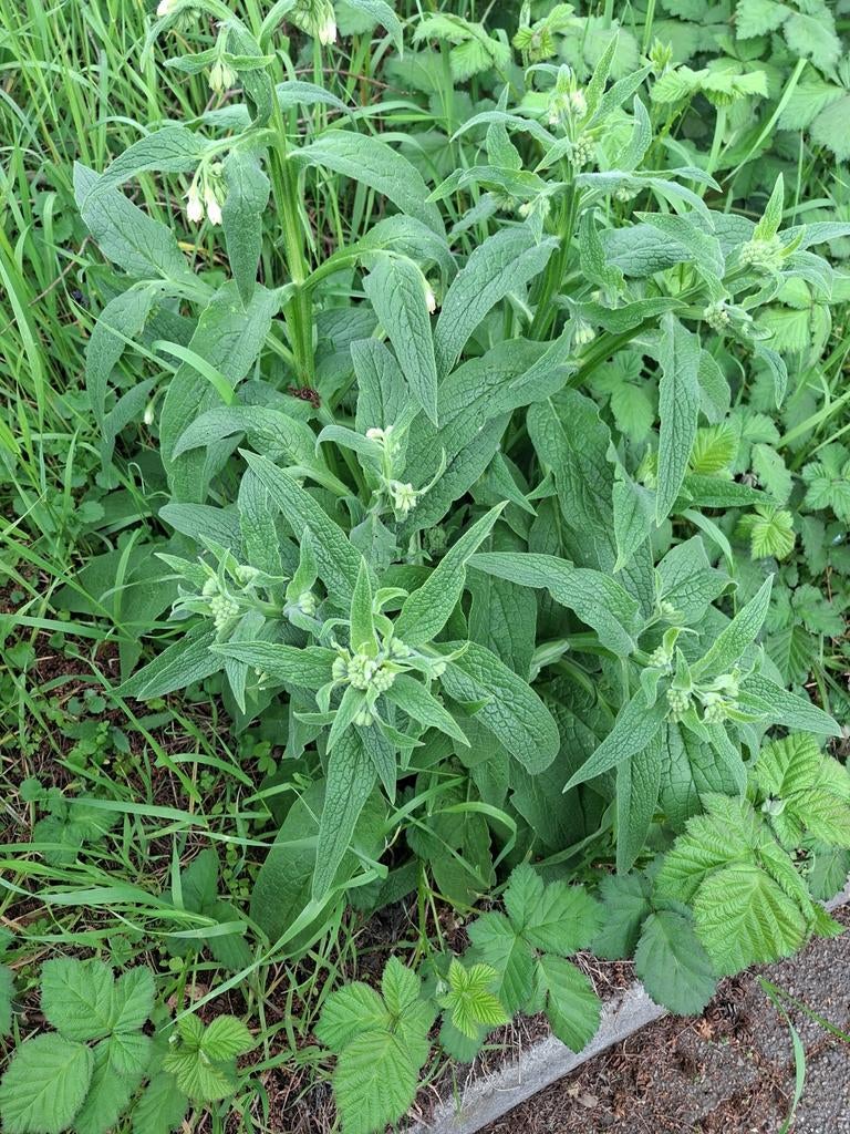 Gratis moestuinplantjes en vaste planten (ruilen mogelijk), Tuin en Terras, Planten | Tuinplanten, Ophalen of Verzenden, Vaste plant