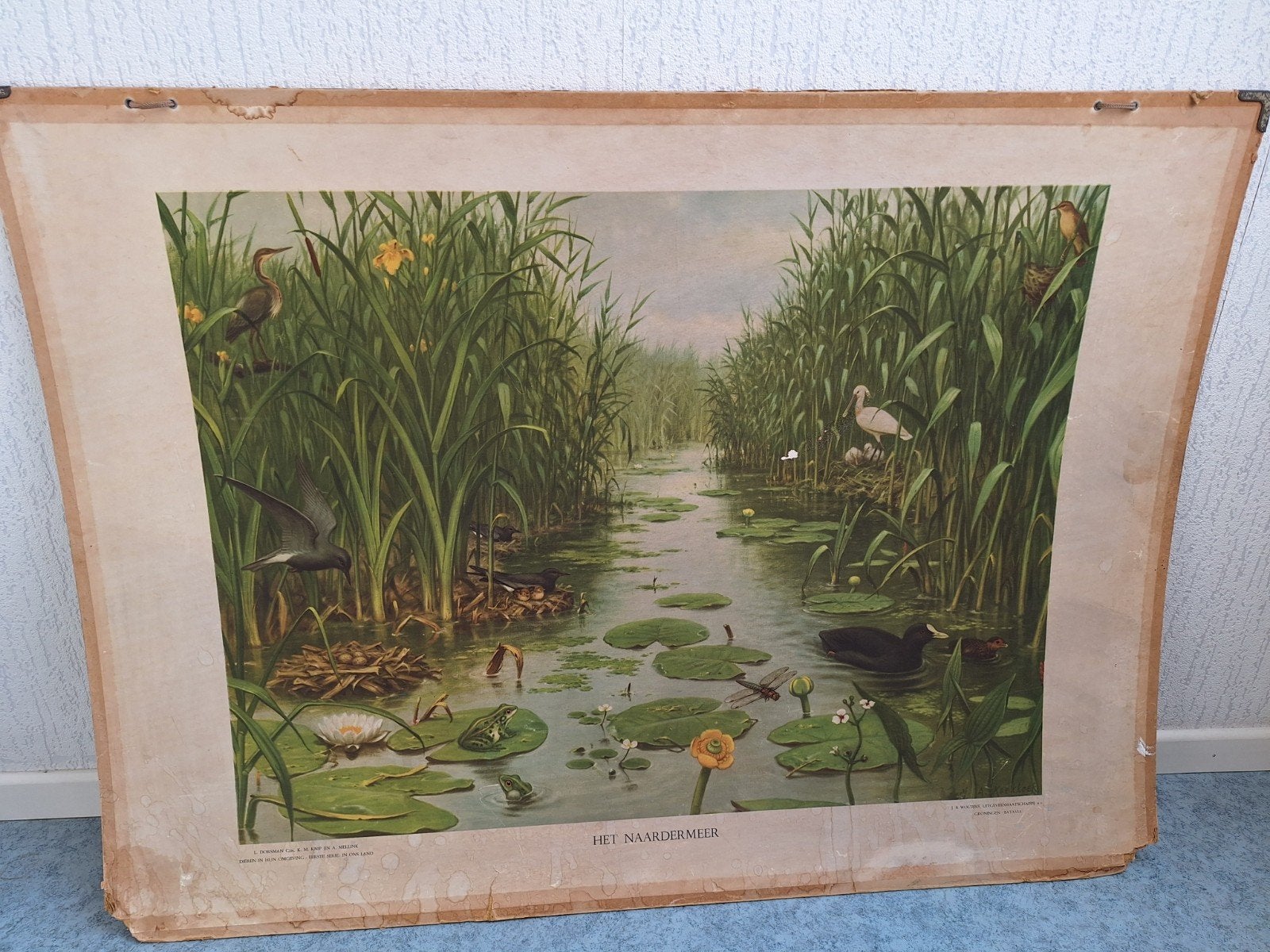 Vintage schoolplaat: Het Naardermeer & Dieren in het bos, Antiek en Kunst, Ophalen, Natuur en Biologie