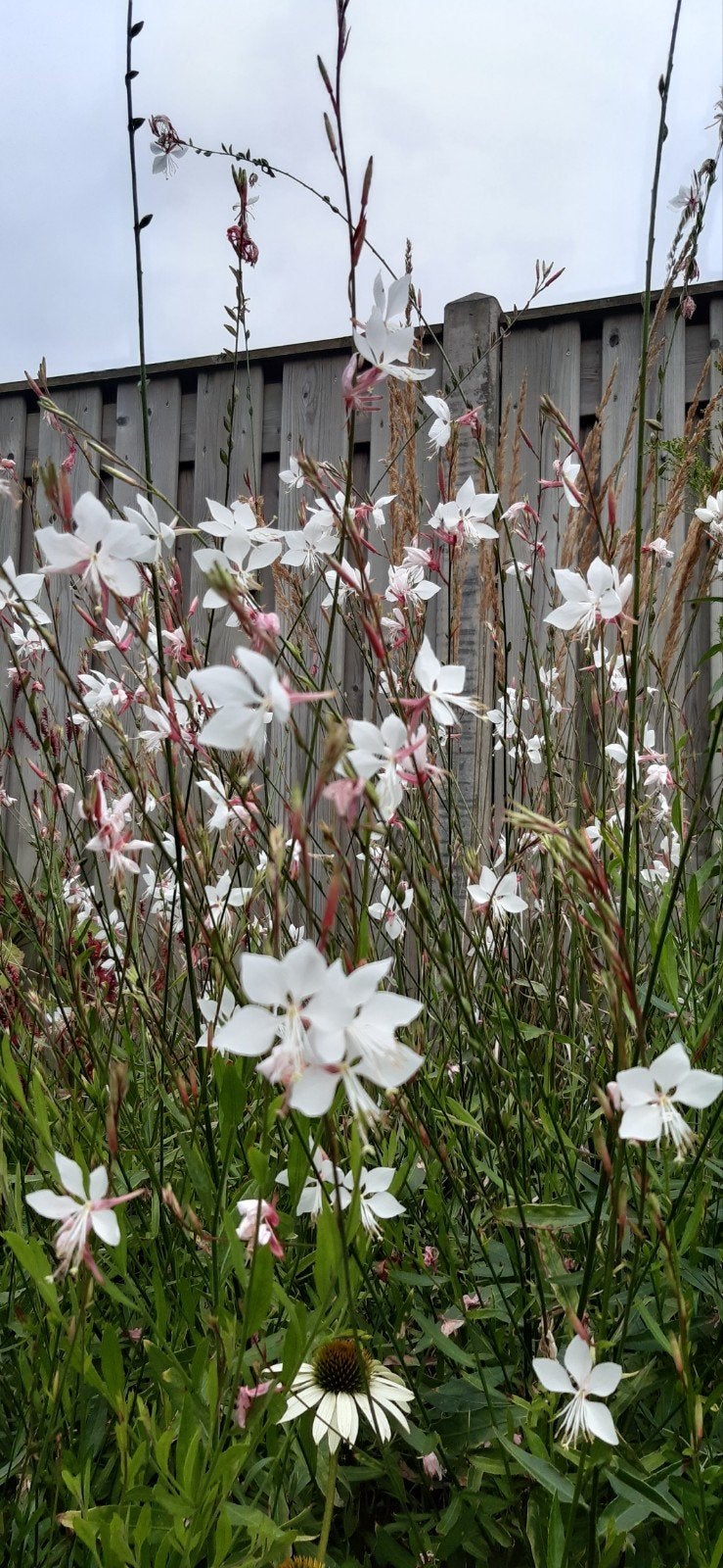 gaura, Tuin en Terras, Ophalen, Overige soorten, Volle zon