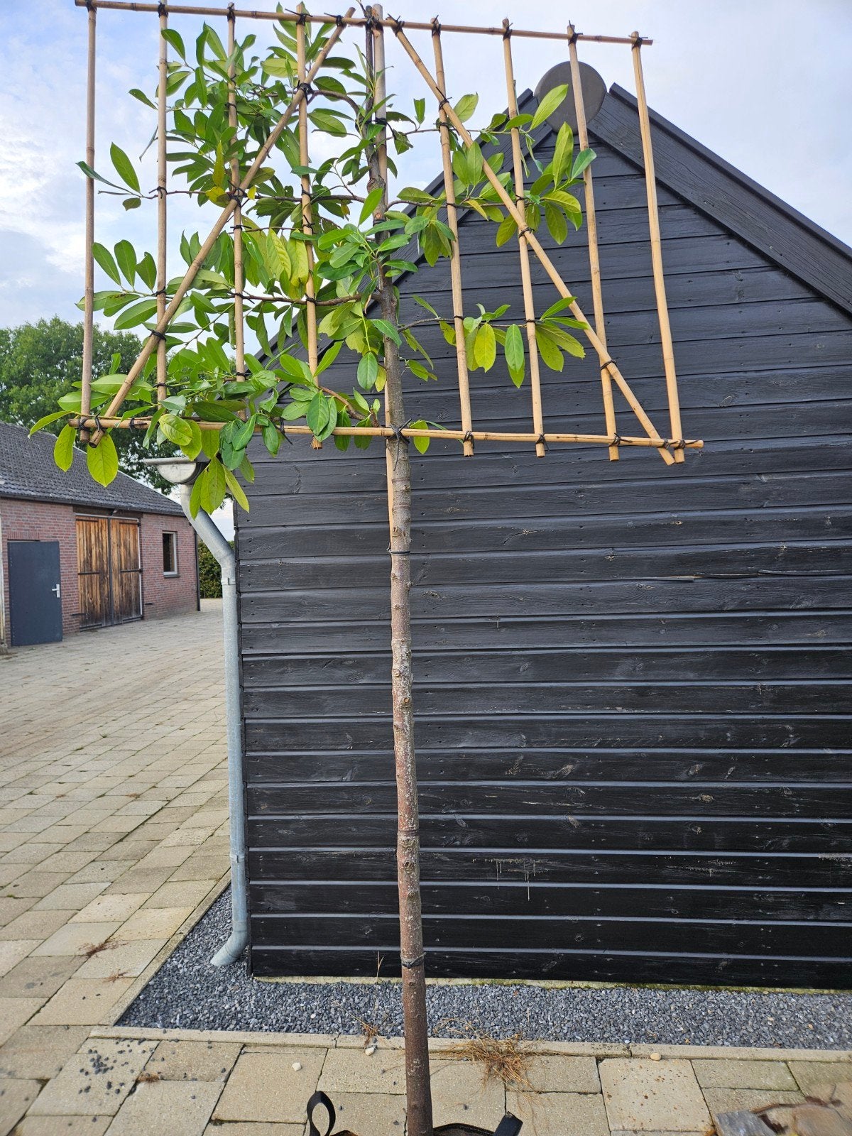 leilaurier te koop! (Novita), Tuin en Terras, Leiboom, Halfschaduw, Lente, 250 tot 400 cm