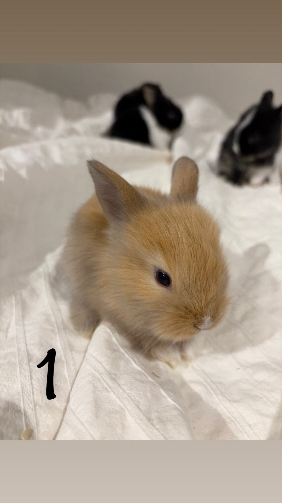 Baby konijntjes, Dieren en Toebehoren, Konijnen, Meerdere dieren, Dwerg, Hangoor