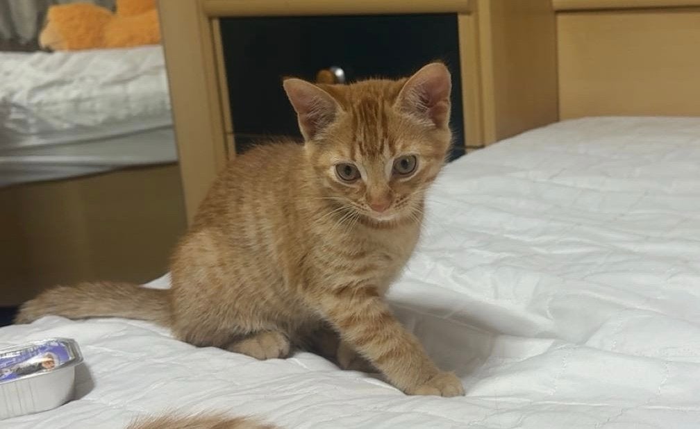 Poes, Dieren en Toebehoren, Katten en Kittens | Overige Katten, Poes