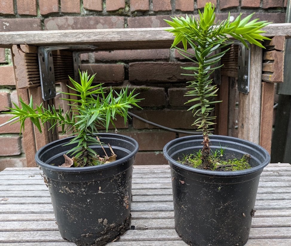 Apenbomen / Araucaria Araucana, Ophalen of Verzenden, Volle zon, Overige soorten, Minder dan 100 cm