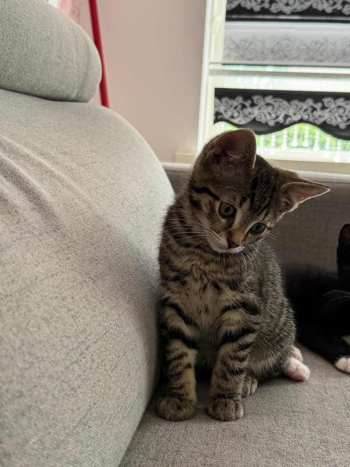 Te koop kater kitten, Kater, Kortharig, 0 tot 2 jaar