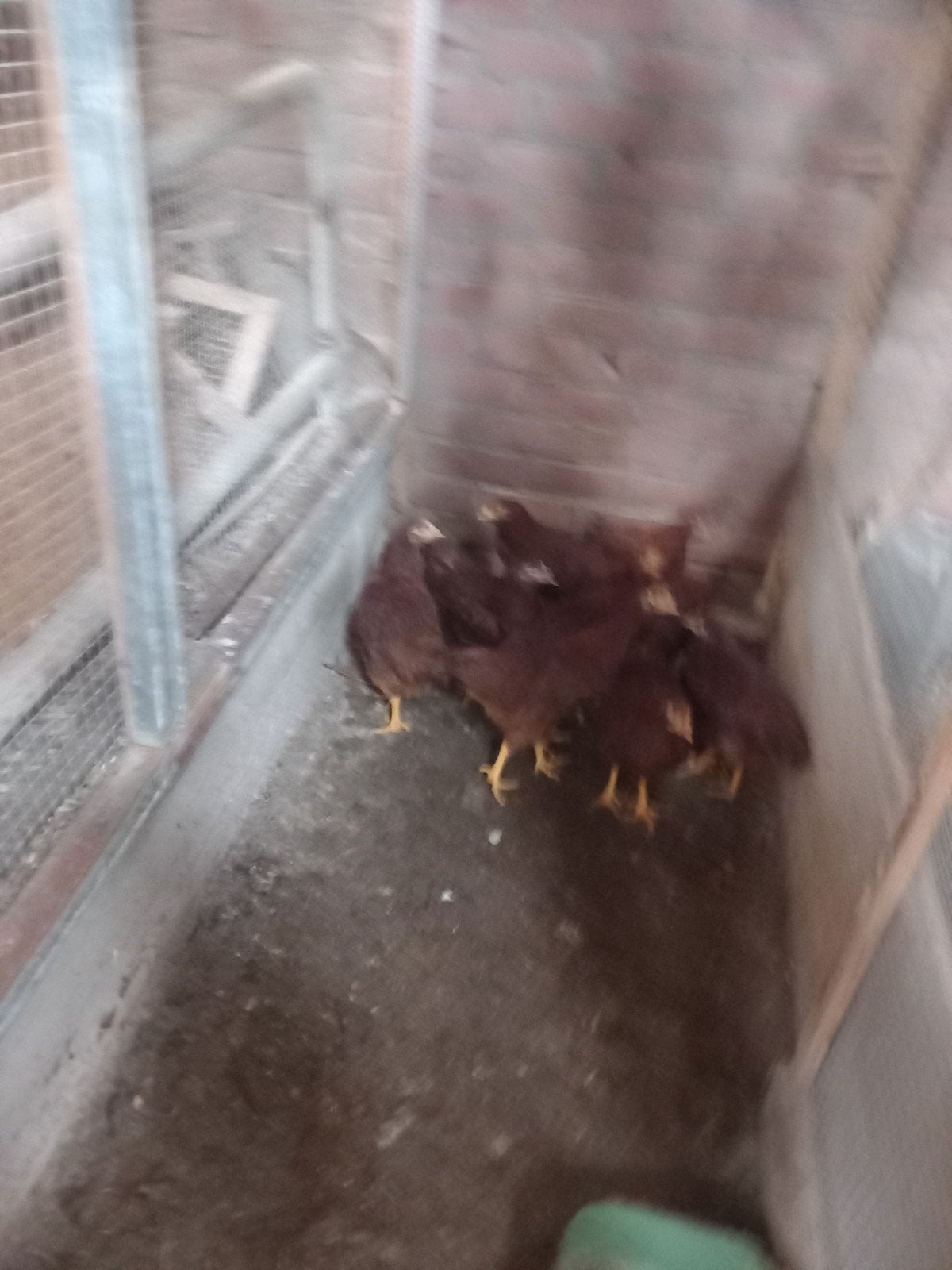 broedeieren van de bruine lohman, Dieren en Toebehoren