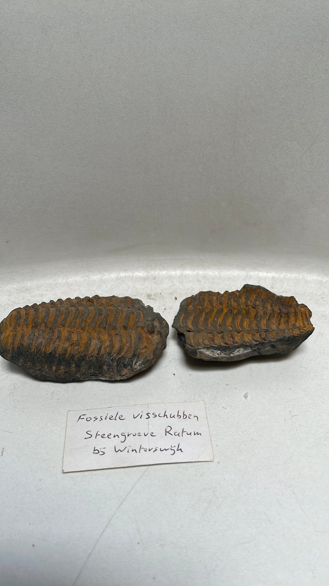 Fossiele visschubben uit steengroeve Ratum, Winterswijk, Ophalen of Verzenden, Fossiel