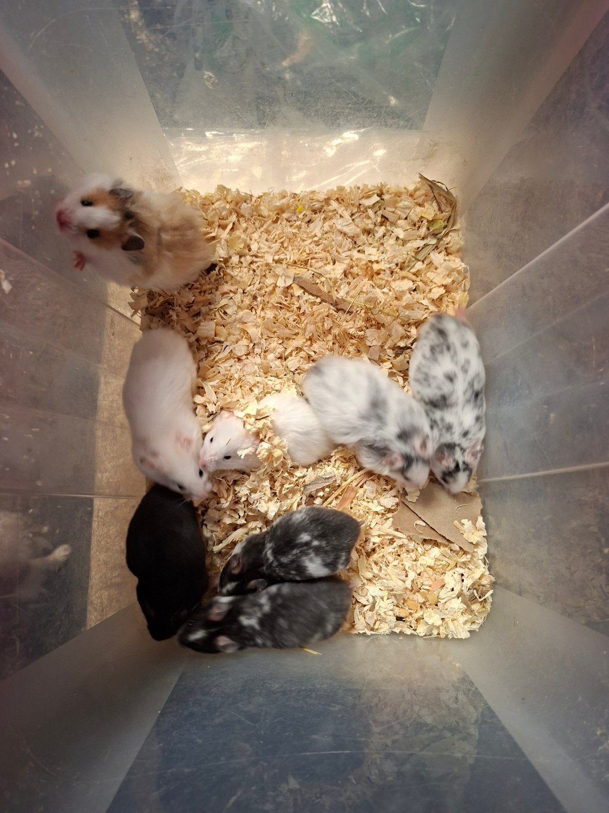 Super lieve mannelijke goudhamsters, Hamster, Augustus, Mannelijk, Tam